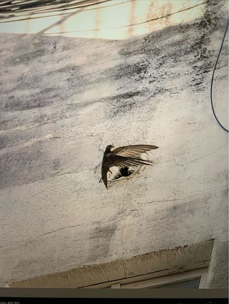 Falciot negre  - Joan Ramon Lucena