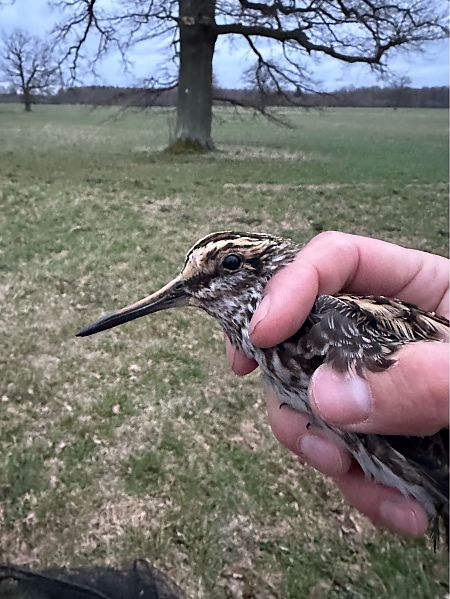 bekasik  - Marek Bebłot