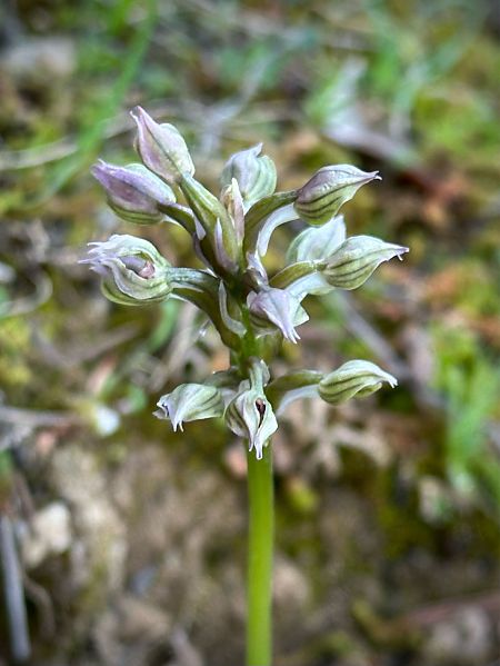 Neotinea lactea  - Roman Monnier