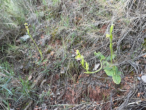 Ophrys forestieri  - Pep Sole