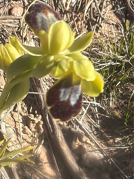 Ophrys bilunulata  - David Vilasís Boix