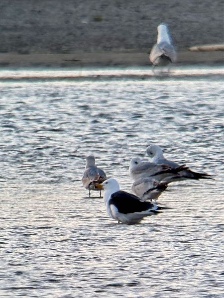 mewa żółtonoga (ssp. fuscus) 