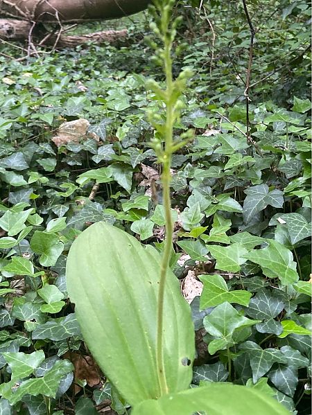 Neottia ovata  - Jean-Pierre Crepeau