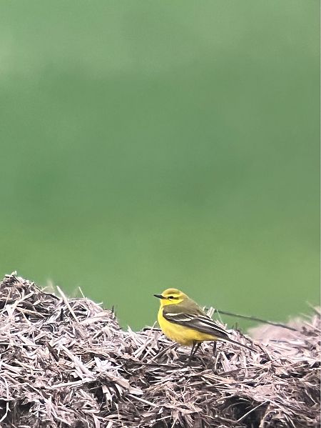 Bergeronnette flavéole (ssp. flavissima)  - Herta Mangeng