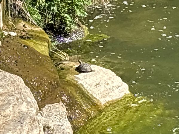 Tortuga de rierol  - Josep Palet