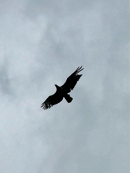 Àguila pescadora  - Toni Leiva Sanchez