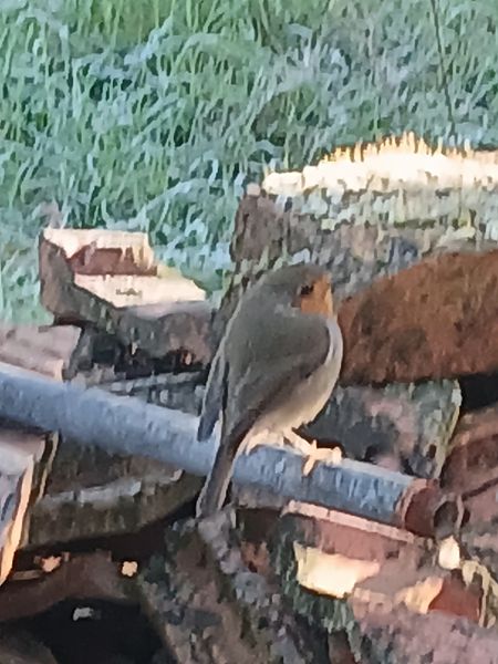 Pettirosso  - Alberto Belosi