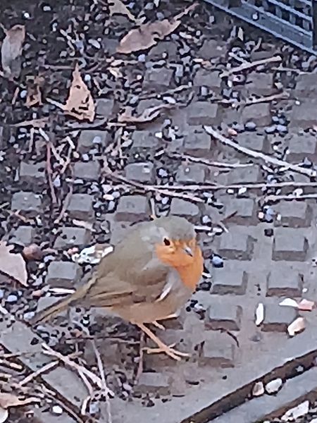 Pettirosso  - Alberto Belosi