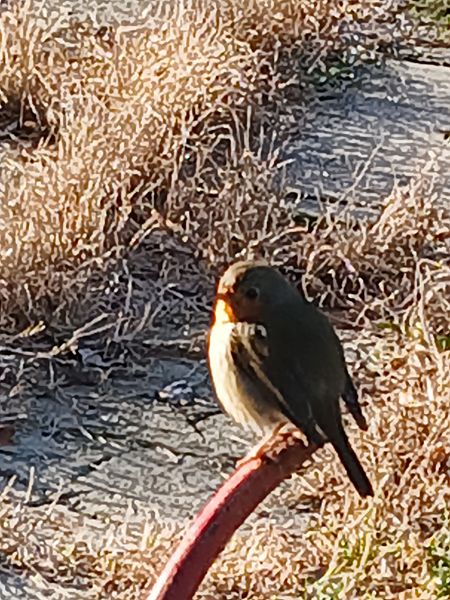 Pettirosso  - Alberto Belosi