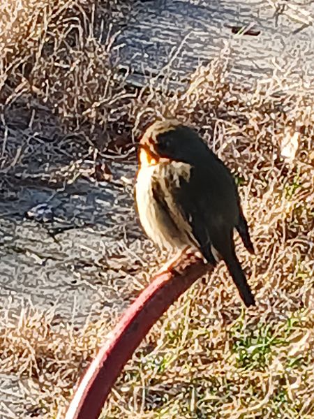 Pettirosso  - Alberto Belosi