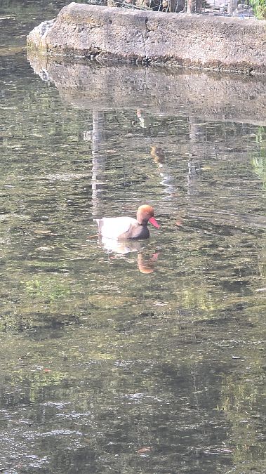 Fistione turco  - Michael Bergamo