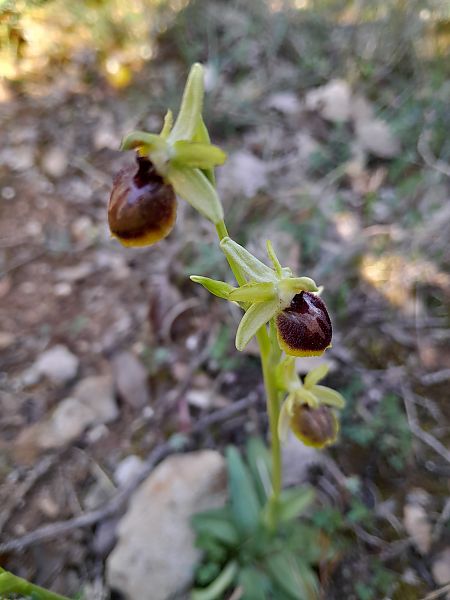 Ophrys sphegodes  - Annie Gagneux