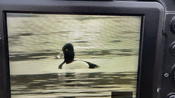 Ringschnabelente  - Daniel Boruchalski