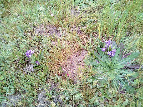 Anacamptis morio  - Thierry Deschatre