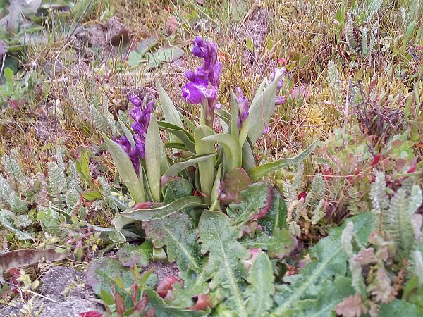 Anacamptis morio  - Thierry Deschatre