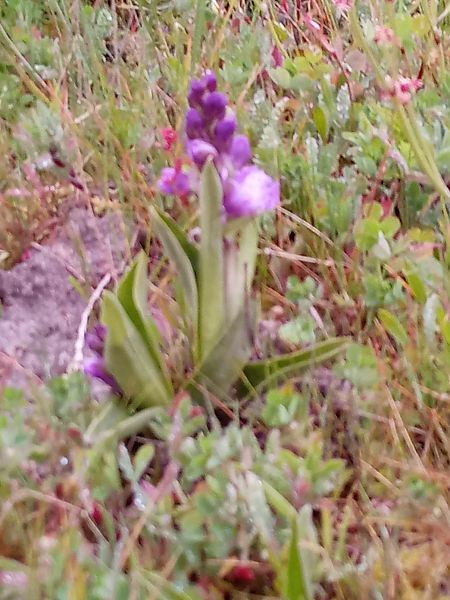 Anacamptis morio  - Thierry Deschatre
