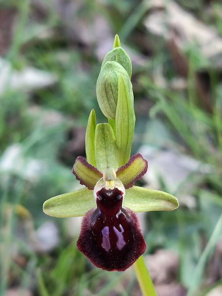 Ophrys passionis  - Enric Bringués
