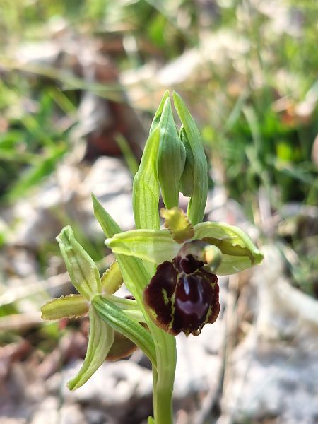 Ophrys passionis  - Enric Bringués