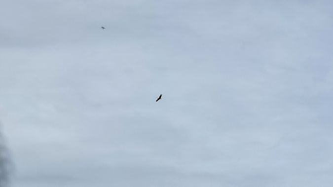 bocian biały  - Anna Kamilewicz-Wicik