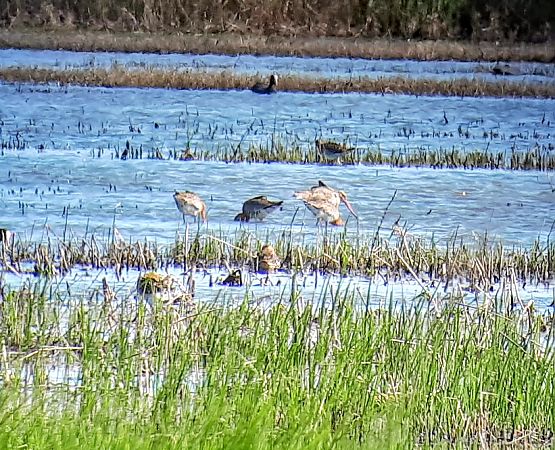 Pittima reale  - Lino Lipparini