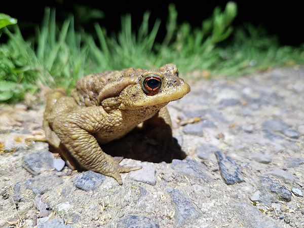 Gripau comú  - Jana Marco