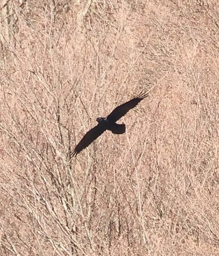 Corvo imperiale  - Adelfina Aldrovandi