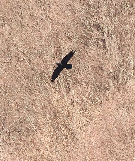 Corvo imperiale  - Adelfina Aldrovandi