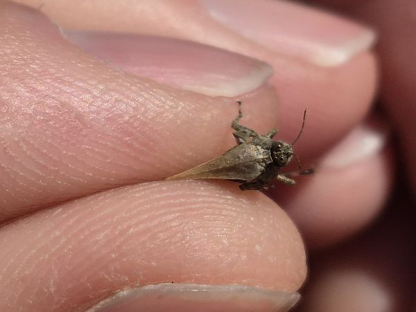 Tètrix meridional  - César Piñol Baena