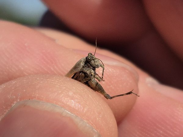 Tètrix meridional  - César Piñol Baena