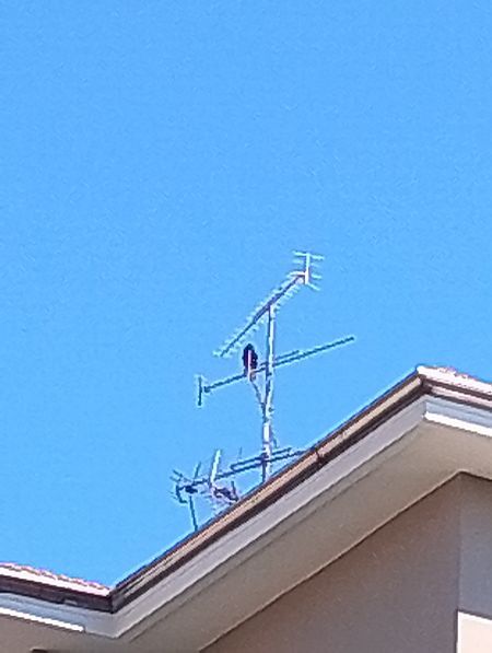 Cornacchia nera  - Gabriele Papale