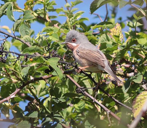 Sterpazzolina  - Guillaume Locatelli