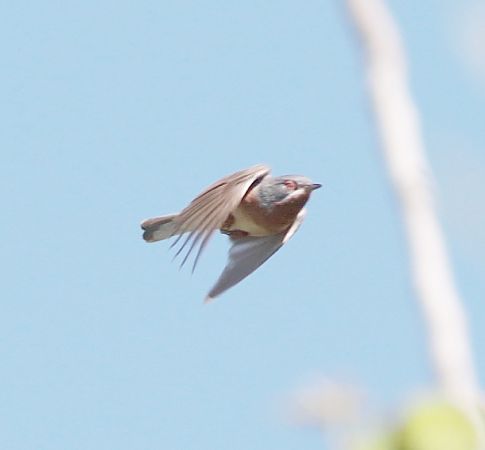 Sterpazzolina  - Guillaume Locatelli