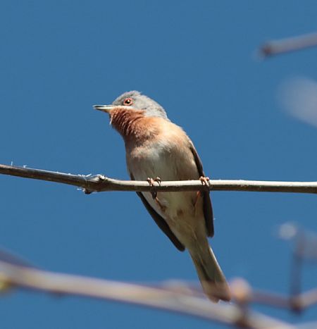 Sterpazzolina  - Guillaume Locatelli