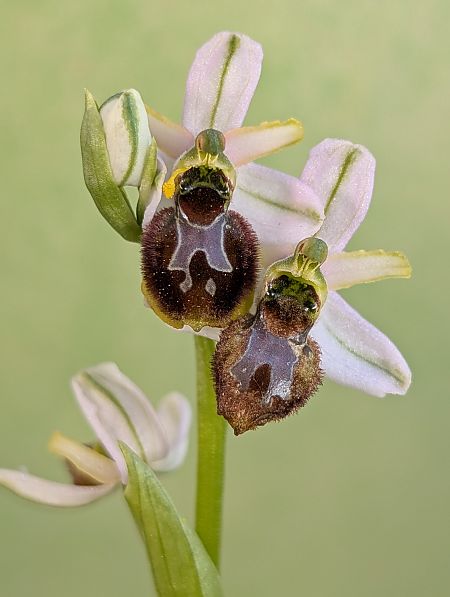 Ophrys splendida  - Delarbre Sébastien