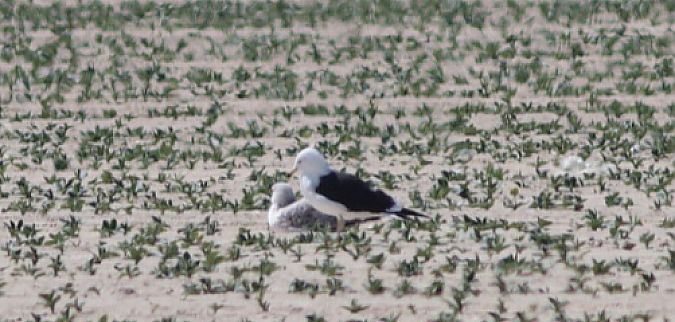 Zafferano  - Guillaume Locatelli