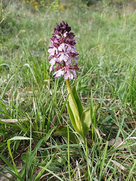 Orchis purpurea  - Alain Garcin