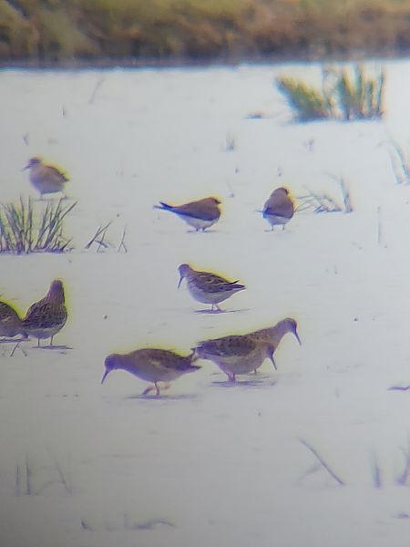 Pernice di mare  - Lorenzo Lanzani