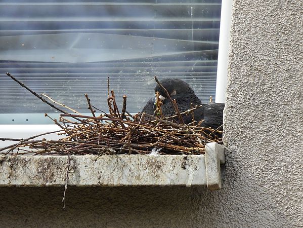 gołąb miejski  - Natalia Gorczowska