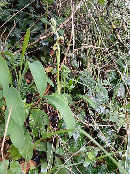 Ophrys sphegodes  - Alain Falvard