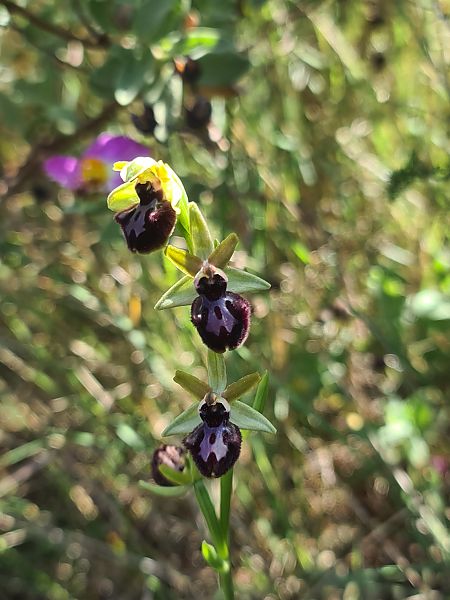 Ophrys incubacea  - Christian Fleury