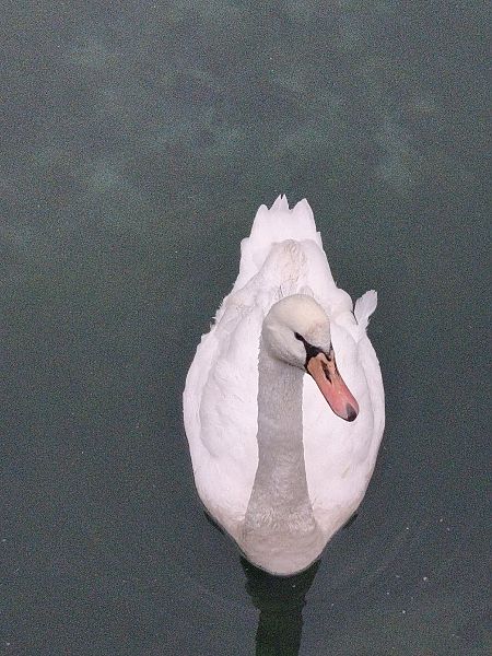 Cigno reale  - Johannes Freudenberger