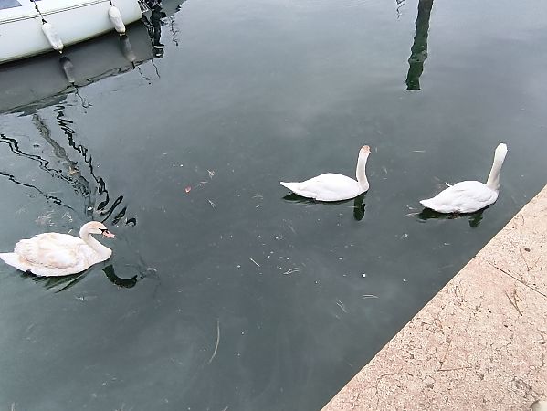 Cigno reale  - Johannes Freudenberger