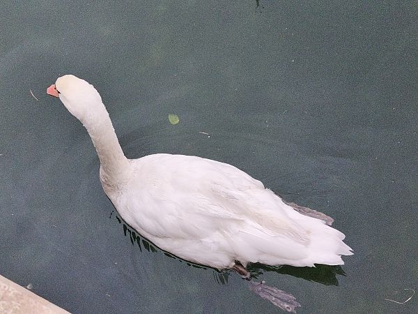 Cigno reale  - Johannes Freudenberger