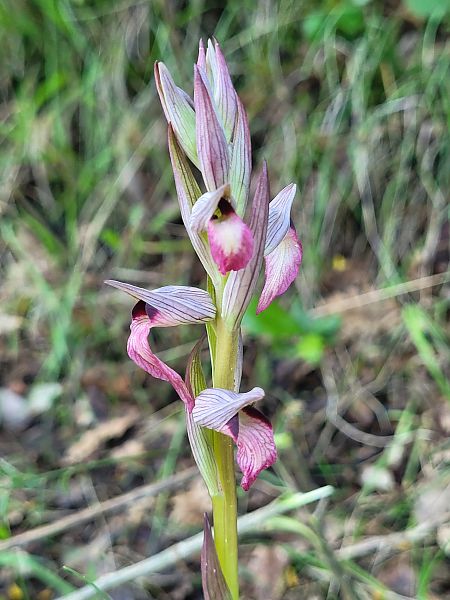 Serapias lingua  - Thomas Lux