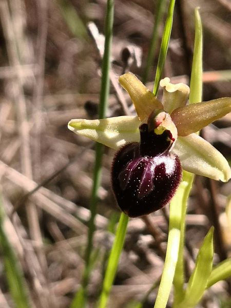 Ophrys passionis  - Emili Sancha