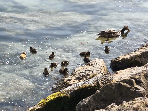 Germano reale  - Johannes Freudenberger