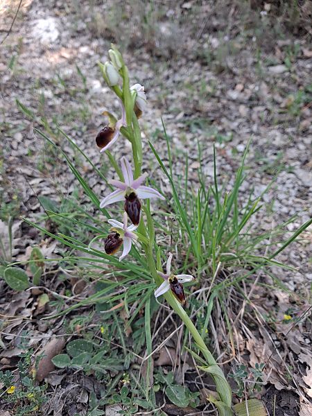 Ophrys splendida  - Patrick Serra