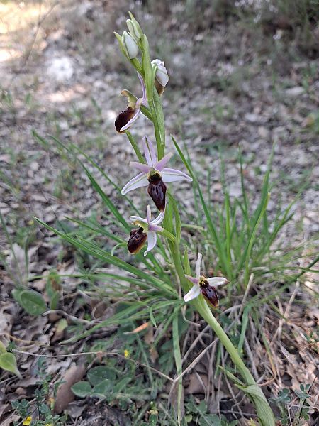 Ophrys splendida  - Patrick Serra