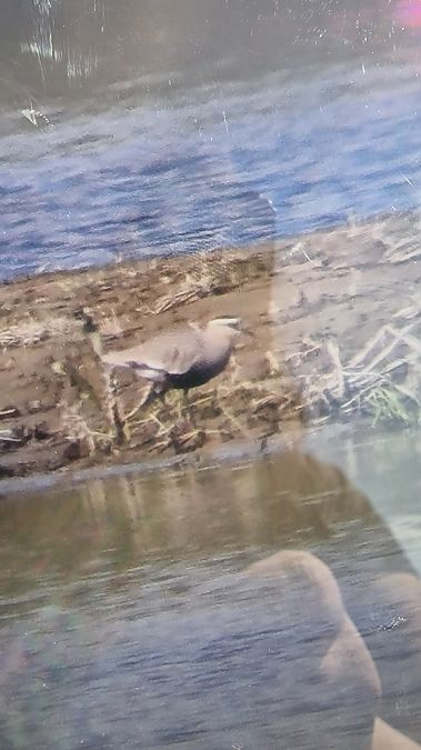 czajka towarzyska  - Joanna Kończak