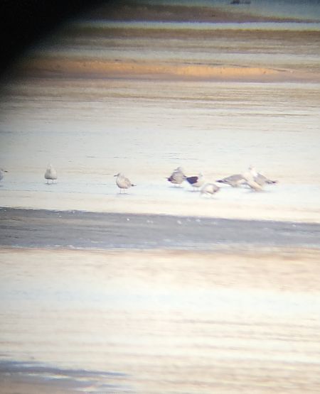 mewa żółtonoga (ssp. fuscus)  - Anna Kamilewicz-Wicik